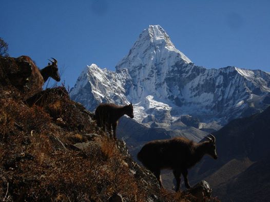 Ama Dablam Expedition (6,812m)